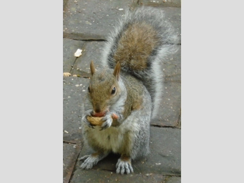 Kia Picanto  1.0 SR7 Hatchback 5dr Petrol Manual Euro 5 (68 bhp) 